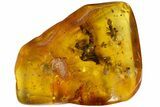 Fossil Flies, Three Ants, a Crane Fly and a Wasp in Baltic Amber #183602-4